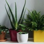 Indoor plant takecare