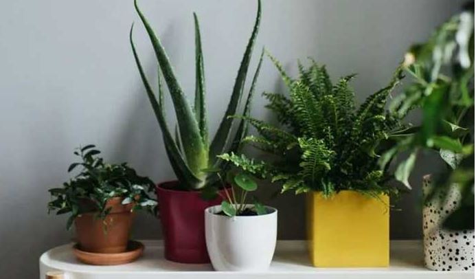 Indoor plant takecare