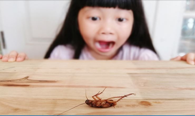 Cockroach