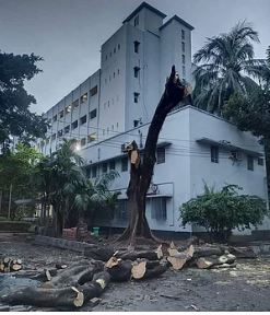 Cutting trees in DU