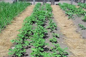 Potato-farming