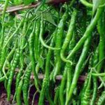 Green chilli farming