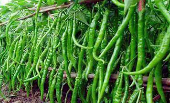 Green chilli farming