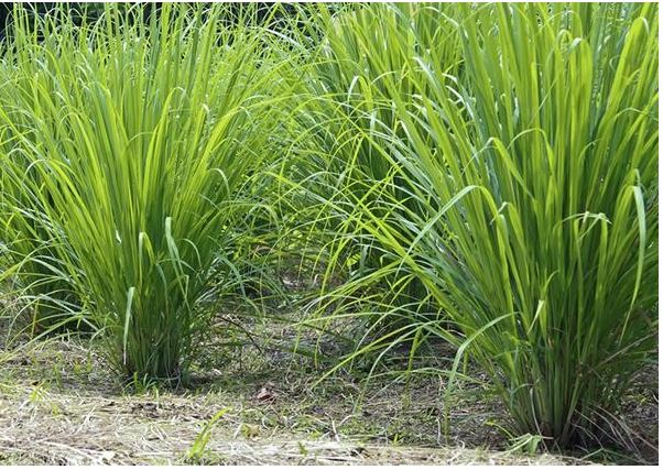 lemon grass